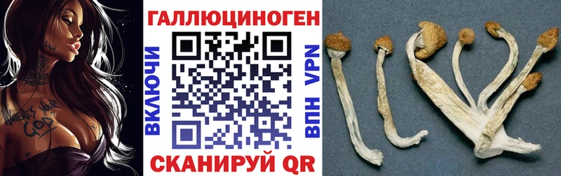 hydra ссылка  Ряжск  Псилоцибиновые грибы Psilocybe 